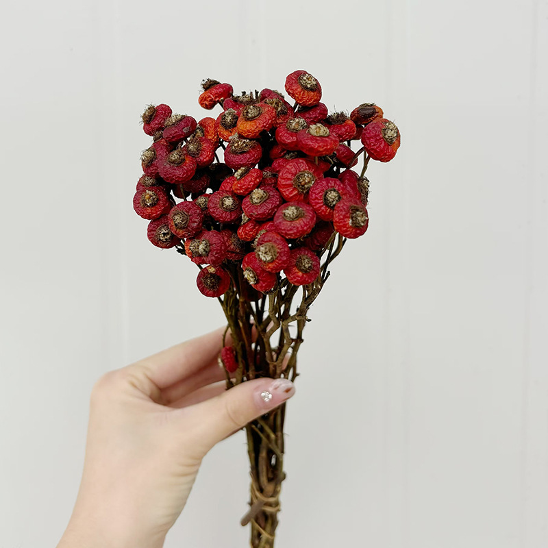 10 pièces/lot de baies de cyno - Dried Flower Bouquet avis et prix