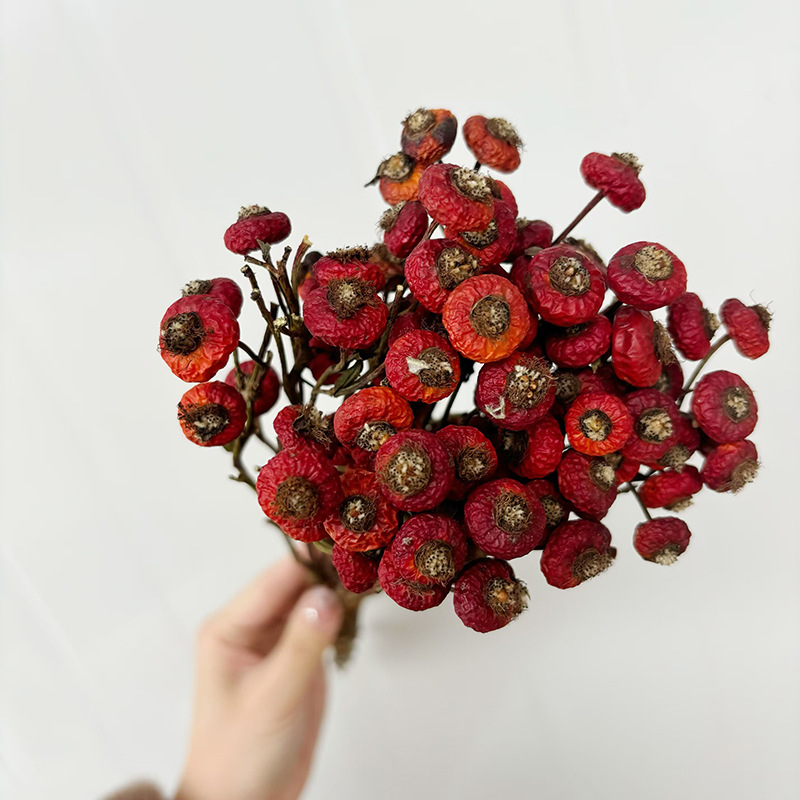 10 pièces/lot de baies de cyno - Dried Flower Bouquet avis et prix