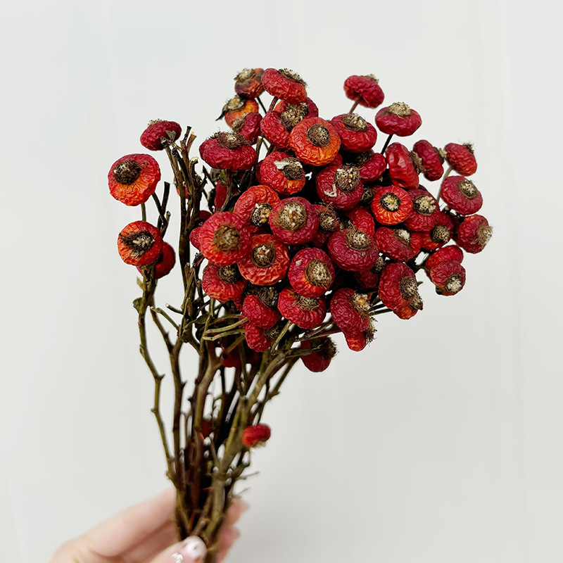 10 pièces/lot de baies de cyno - Dried Flower Bouquet avis et prix