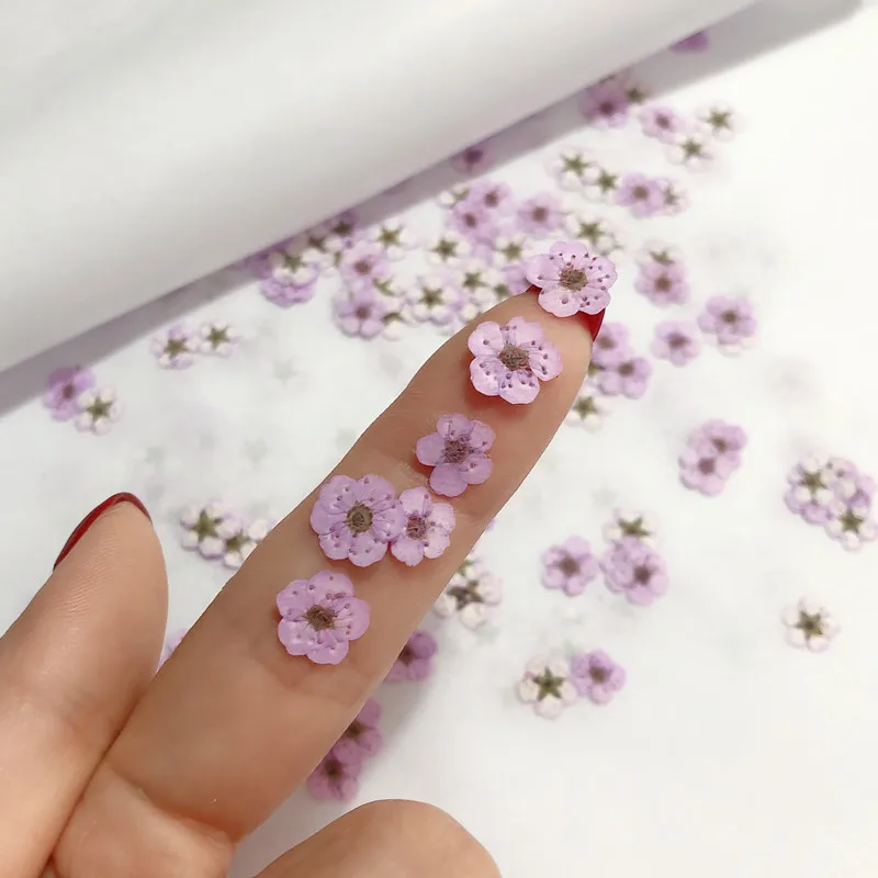 Mini fleurs séchées pressées d - Dried Flower Bouquet avis et prix