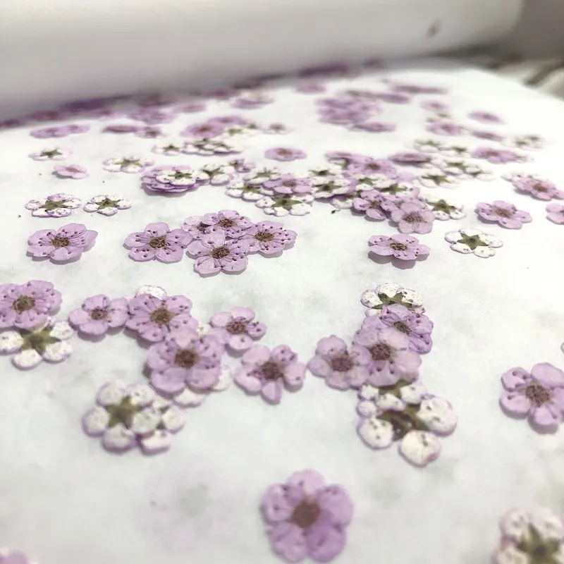 Mini fleurs séchées pressées d - Dried Flower Bouquet avis et prix
