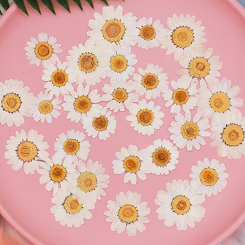 100 pièces de spécimens de pla - Dried Flower Bouquet avis et prix
