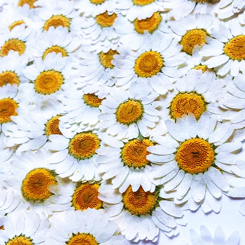 100 pièces de spécimens de pla - Dried Flower Bouquet avis et prix