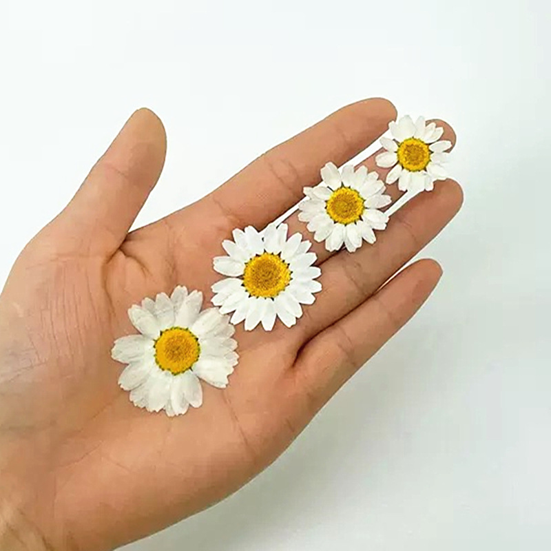 100 pièces de spécimens de pla - Dried Flower Bouquet avis et prix