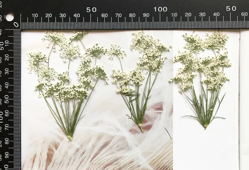5-7 cm/12 pièces, petites fleu - Dried Flower Bouquet avis et prix